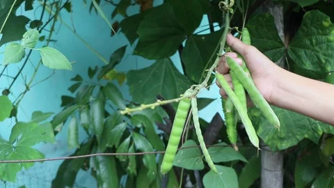 Hands are picking jicama nuts from the tree Stock Footage 274990569