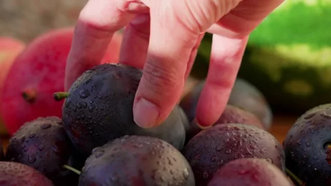Hands are picking up a plum Stock Footage 321538245