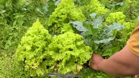 Hands are pulling grass around lettuce and broccoli plants in the plantation Stock Footage 327846857