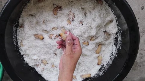 Hands are selecting red palm weevil or sago worm larvae in a coconut waste Stock Footage 169983462