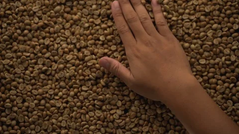 A hands are take and spewing coffee beans Video stock 116223252