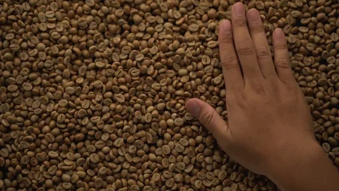 A hands are take and spewing coffee beans Video stock 116223301