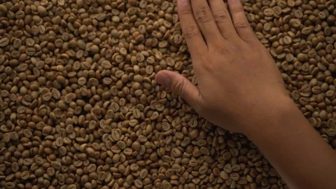 A hands are take and spewing coffee beans Video stock 116223515