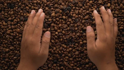 A hands are take coffee beans roasted Stock Footage 116223513