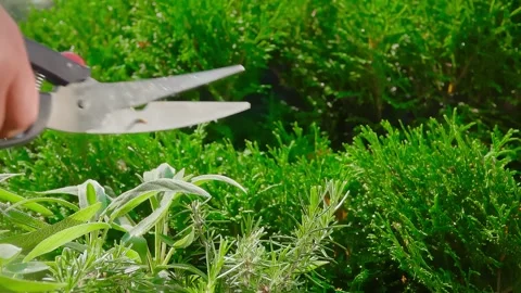 Hands are taking fresh green rosemary branches from the bushes Stock Footage 294419462