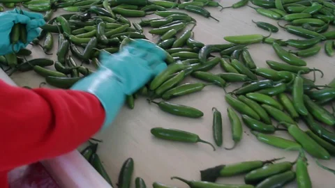 Hands arranging chili peppers at food processing plant Stock Footage
