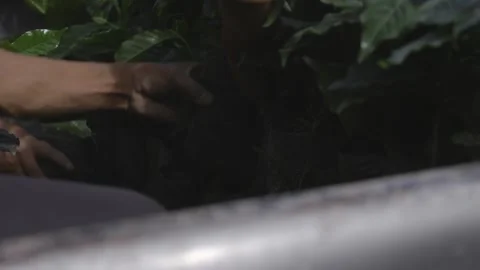 Hands Arranging Coffee Seedlings in Pickup Truck, Guatemala Farm Vídeo Stock 307952765