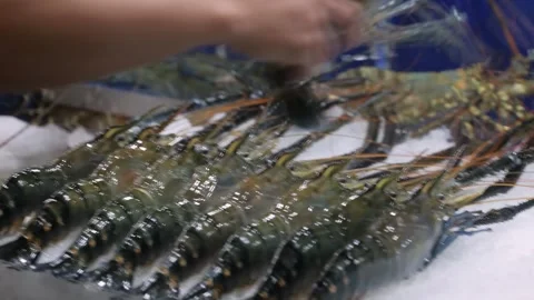 Hands Arranging Fresh Raw Lobsters on Ice Display at Seafood Market Stock-Footage 344218714