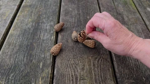 Hands Arranging Pine Cones Stock Footage 342281183
