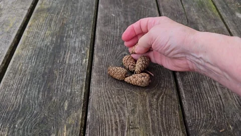 Hands Arranging Pine Cones in Pattern on Wooden Table Stock Footage 342281169
