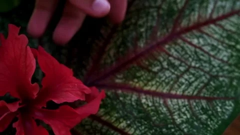Hands arranging a red flower over a colorful jungle leaf Stock Footage 240993081