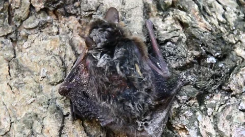 Hands on bats Stock Footage 64761094