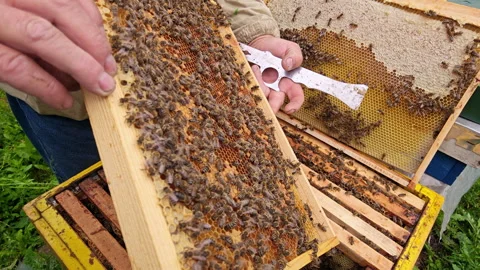 Hands of Beekeeper Holding and Inspecting Honeycomb Frame with Bees Video stock 337059071