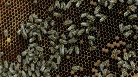 Hands of the beekeeper keep a frame from the hive. Stock-Footage 93848206