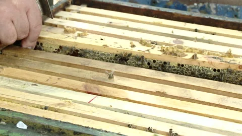 Hands of the beekeeper keep a frame from the hive. Stock-Footage 93849228