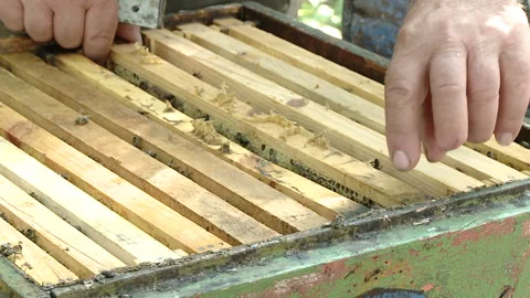 Hands of the beekeeper keep a frame from the hive. Stock-Footage 93849414