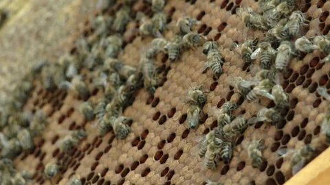 Hands of the beekeeper keep a frame from the hive. Stock-Footage 93849698