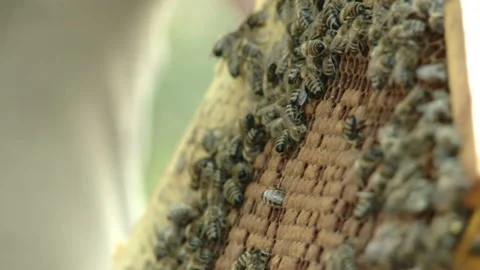 Hands of the beekeeper keep a frame from the hive. Stock-Footage 93849943