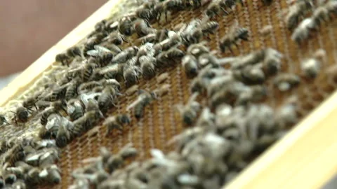 Hands of the beekeeper keep a frame from the hive. Stock Footage 93922246