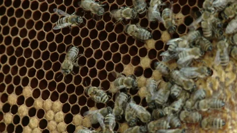 Hands of the beekeeper keep a frame from the hive. Stock-Footage 93923211