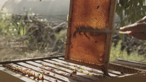 Hands of beekeeper remove bees from a honey super with a feather. Stock-Footage 166789425