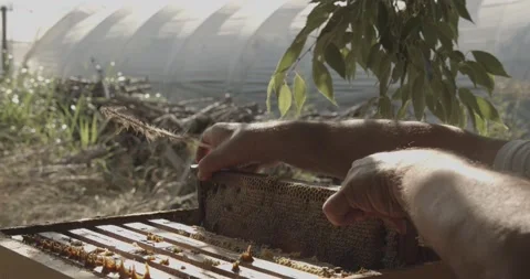 Hands of beekeeper remove bees from a honey super with a feather. Stock-Footage 166789679