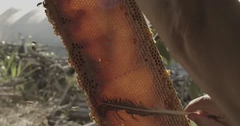 Hands of beekeeper remove bees from a honey super with a feather. Stock Footage 166789991