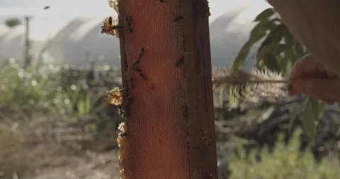 Hands of beekeeper remove bees from a honey super with a feather. Stock-Footage 166790182