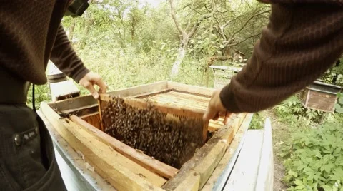 Hands of Beemaster Knock Bees From Frame For Honeycoms Detail Many Hives in Stock Footage 66768567