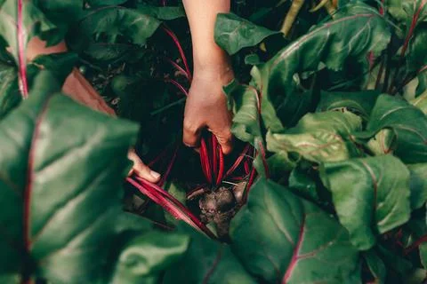 Hands with beet during harvesting on farm. Stock Photos