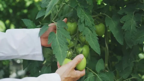 Hands of biologist carefully touch bunch of tomatoes growing on plant with lush Video stock 285598424