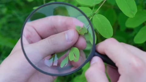 Hands of a biologist or ecologist looking through a magnifying glass at a plant Stock Footage 156037017