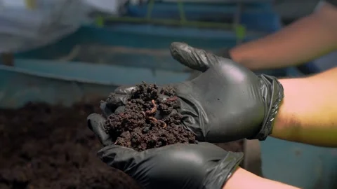 Hands in Black Gloves Holding Soil with Composting Worms Stock Footage 346622909