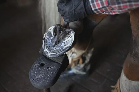 Hands blacksmith in black gloves trying on iron horseshoe on horse's hoof c.. Stock Photos