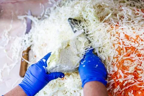 Hands in blue gloves cutting cabbage with special cabbage shredder knife Photos