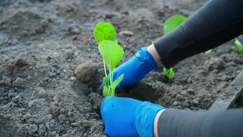 Hands in blue gloves planting a cabbage sprout, slow motion Stock Footage 311520432