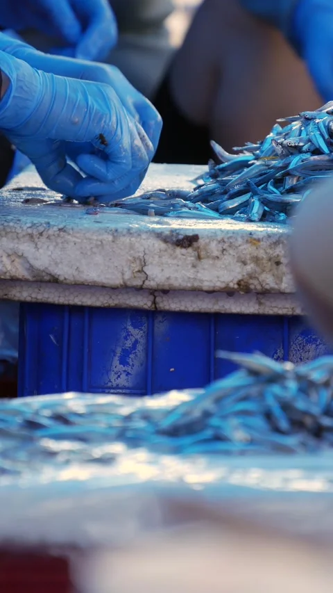 Hands in blue gloves sorting fresh anchovies on a cutting surface at a fish mark Stock Footage 345600645