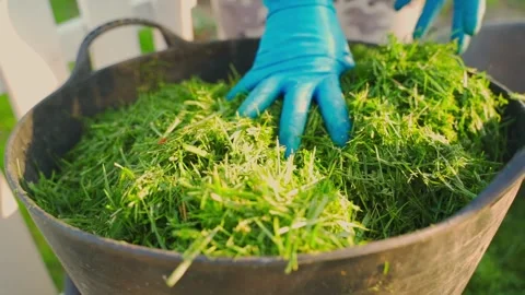 Hands in blue rubber gloves pick up a bucket full of green grass clippings Stock Footage 311796468