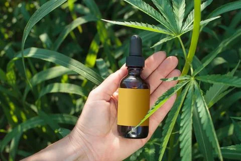 Hands with bottle, empty label over cannabis plant. Flat lay shot. Copy space Stock Photos