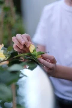 Hands of a boy sitting at a mirror table with rose petals Stock Photos