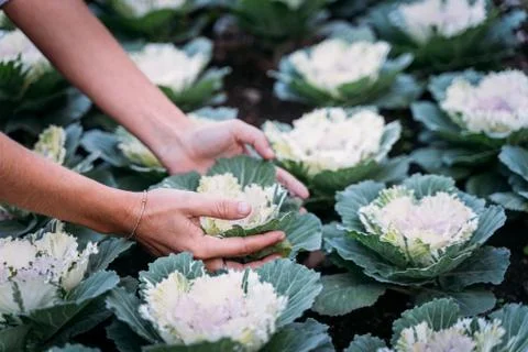 Hands with a bracelet picking a cabbage Stock Photos