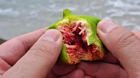 Hands breaking a fresh fig 스톡 동영상 316149415