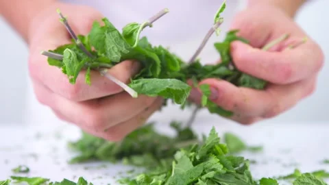 Hands breaking frozen mint in slow motion. Stock Footage 141561507