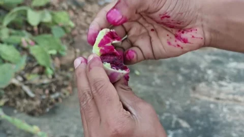 Hands Breaking Open Fresh Prickly Pear Cactus Fruit Stock Footage 327982767