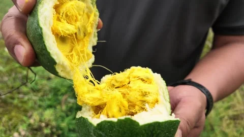 Hands Breaking Open a Snake Gourd with Seeds Stock Footage 346285819