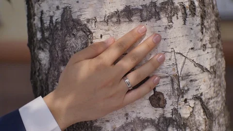 Hands of the Bride and Groom Touch Birch Video stock 123512917