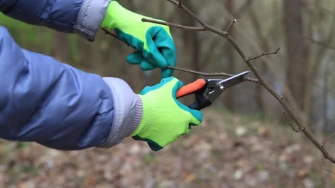 Hands in bright gloves trim a bush branch with sharp, handled pruning shears Stock Footage 333272089
