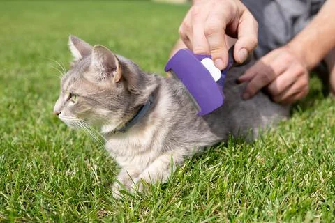 Hands brushing cat's fur Stock Photos
