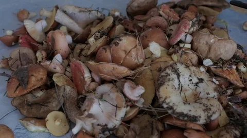 Hands brushing fresh forest mushrooms over the table. 動画素材 102296373