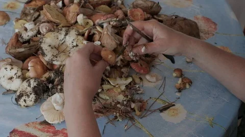 Hands brushing fresh forest mushrooms over the table. Stockbeeldmateriaal 102296381